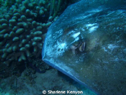 Just Passing By/ Took this shot on the Cay Sal Bank, divi... by Sharlene Kenyon 